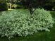 Дерен білий Sibirica Variegata 3583 фото 1