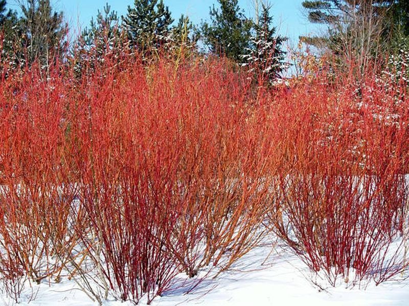 Дерен білий Sibirica Variegata 3583 фото