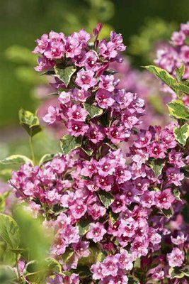 Вейгела квітуча Nana Variegata 159 фото