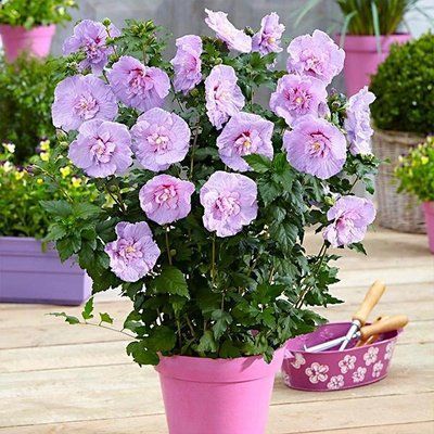 Гібіскус сирійський Lavander Chiffon 3123 фото