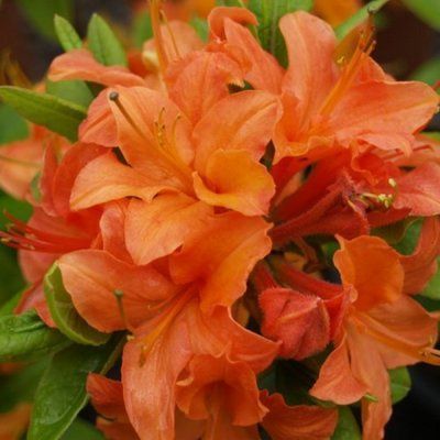 Азалія Японська Mandarin Light 3064 фото