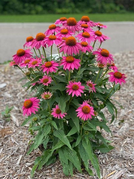 Ехінацея Pow Wow Wild Berry 4156 фото