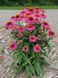 Ехінацея Pow Wow Wild Berry 4156 фото 2