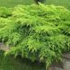 Ялівець Mint Julep 3735 фото 1