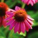 Ехінацея Pow Wow Wild Berry 4156 фото 1