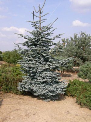 Ялиця біла Pyramidalis 1224 фото