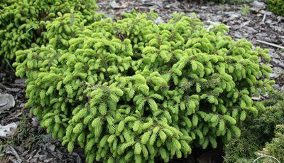 Ялина звичайна Nidiformis 1113 фото