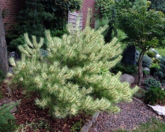 Сосна густоквітна Burkes Red Variegated 738 фото