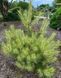 Сосна густоквітна Burkes Red Variegated 738 фото 1