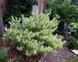Сосна густоквітна Burkes Red Variegated 738 фото 3