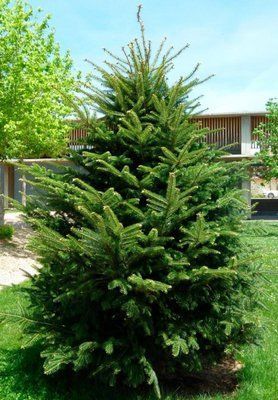 Ялиця біла Abies alba 3003 фото