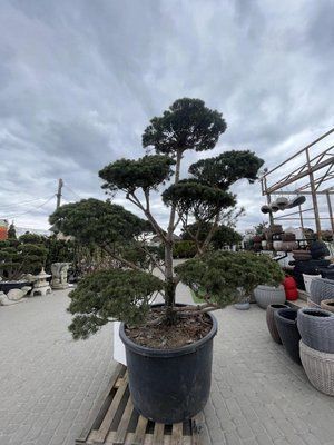 Сосна звичайна bonsai- form 200-225 4183 фото