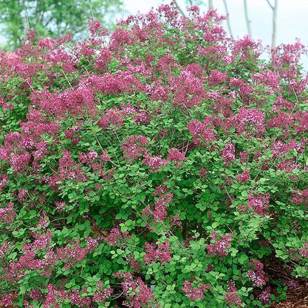 Бузок Syringa 'Red Pixie' 3861 фото