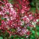 Бузок Syringa 'Red Pixie' 3861 фото 1