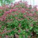 Бузок Syringa 'Red Pixie' 3861 фото 2