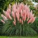 Кортадерія Pink Feather 4122 фото 1