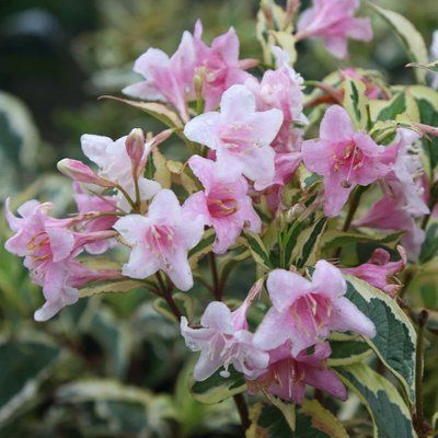 Вейгела квітуча Variegata 165 фото
