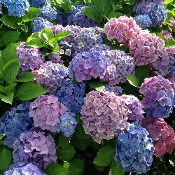 Гортензія крупнолиста mix 3741 фото