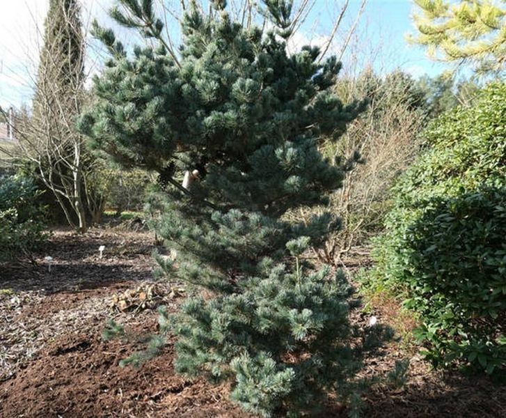 Сосна дрібноквіткова Schoon's Bonsai 3345 фото