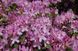 Rhododendron pont. 'Roseum' 3862 фото 1