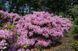 Rhododendron pont. 'Roseum' 3862 фото 3