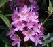Rhododendron pont. 'Roseum' 3862 фото 2