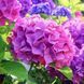 Гортензія крупнолиста mix 3741 фото 1