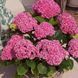 Гортензія крупнолиста mix 3741 фото 3