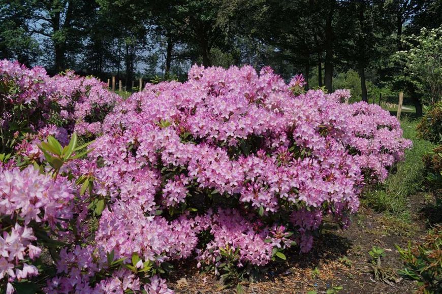 Rhododendron pont. 'Roseum' 3862 фото