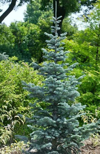 Ялиця гірська Argentea 1232 фото