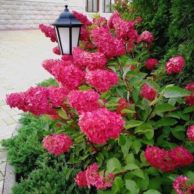 Гортензія пильчаста Blue Deckle 273 фото