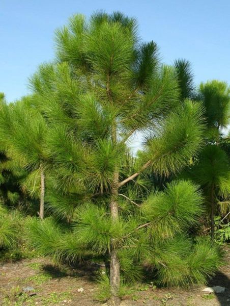 Сосна жовта Pinus ponderosa 3246 фото