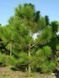 Сосна жовта Pinus ponderosa 3246 фото 2
