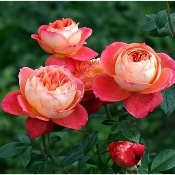 Троянда queen of hearts 3155 фото