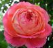Троянда queen of hearts 3155 фото 1
