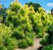 Сосна жовта Pinus ponderosa 3246 фото 1