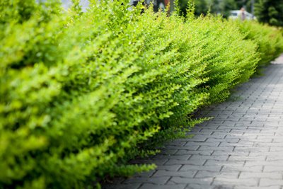 Барбарис Тунберга Green Carpet (Садовий центр) (Садовий центр) C5 54 фото