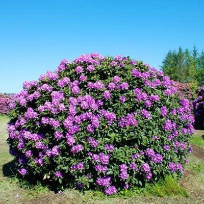 Rhododendron 'Catawb. Boursault' 3865 фото