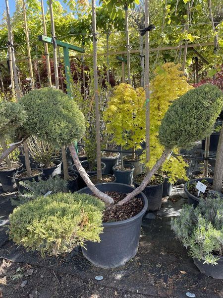 Ялівець bonsai mix 3599 фото