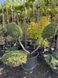 Ялівець bonsai mix 3599 фото 2