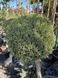 Ялівець bonsai mix 3599 фото 1