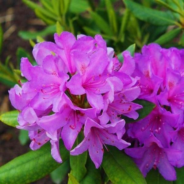 Rhododendron 'Catawb. Boursault' 3865 фото