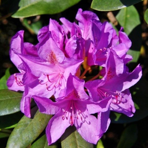 Rhododendron 'Catawb. Boursault' 3865 фото