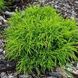 Кипарисовик горохоплідний Filifera Nana 3656 фото 1