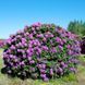 Rhododendron 'Catawb. Boursault' 3865 фото 1