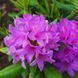 Rhododendron 'Catawb. Boursault' 3865 фото 3