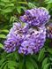 Гліцинія Longwood Purple 3353 фото 1