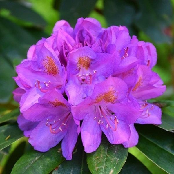 Rhododendron 'Grandiflorum' 3866 фото
