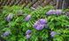 Гліцинія Longwood Purple 3353 фото 3
