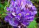 Гліцинія Longwood Purple 3353 фото 2